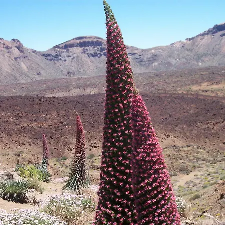 公寓 El Cielo In Tenerife